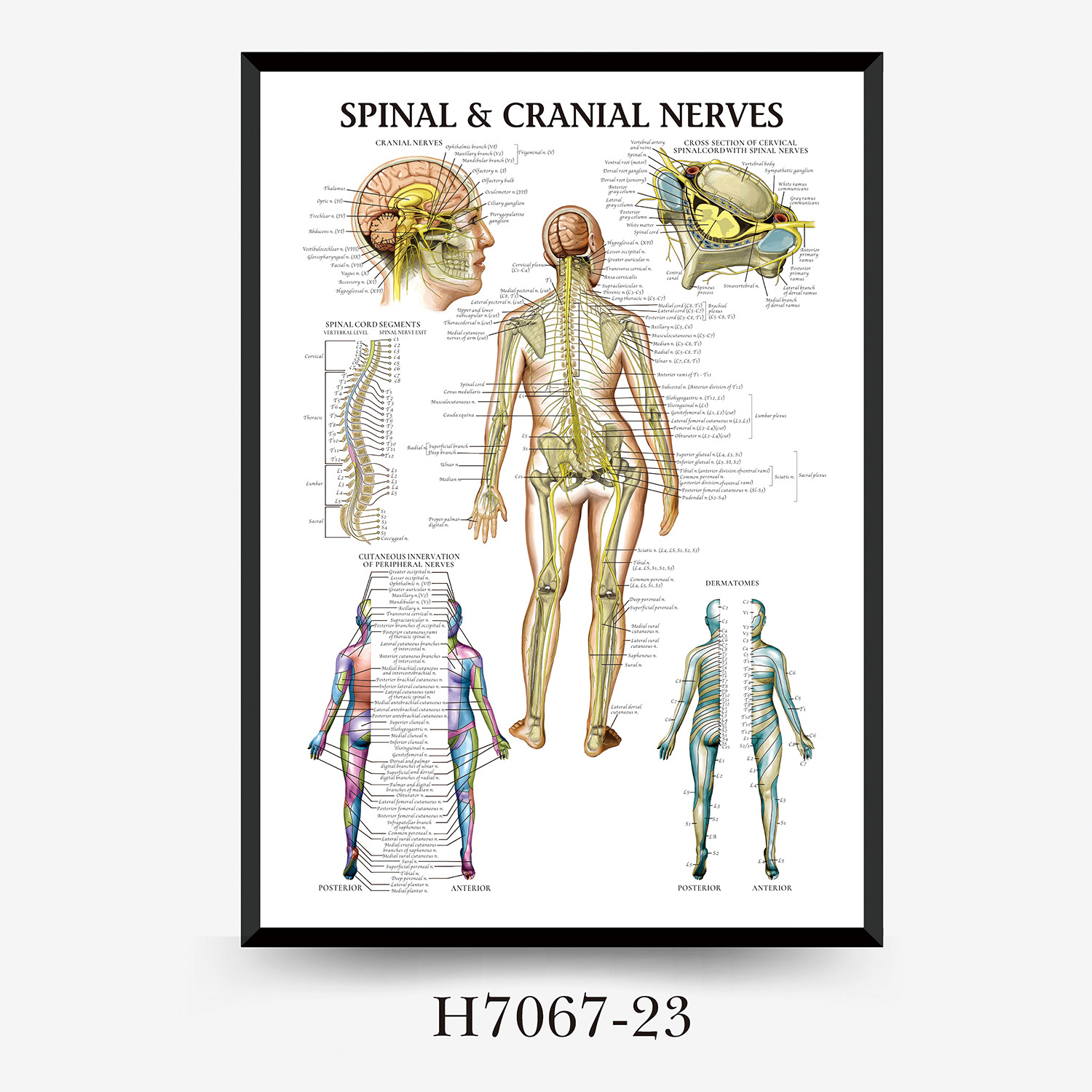 Wall Chart Human Anatomy Muscles Gym Medical Education Decorative Painting 4