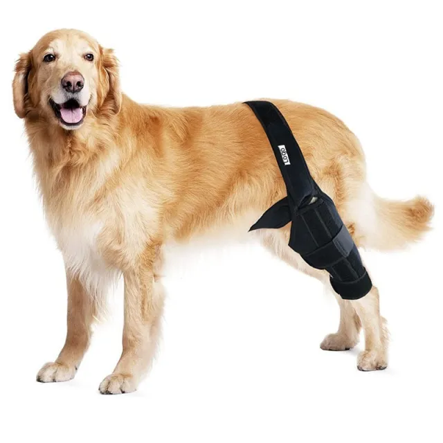 Tear Protection Rehabilitation Training Belt Pe Style - Shop at LoveMi