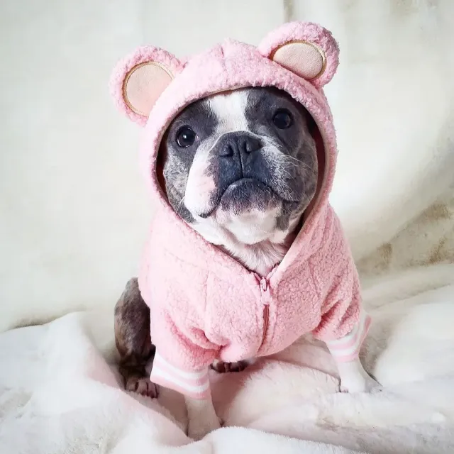 French Jarre Aero Bull Pet Fleece lined Warm Ear standing Sweater Pink - Shop at LoveMi