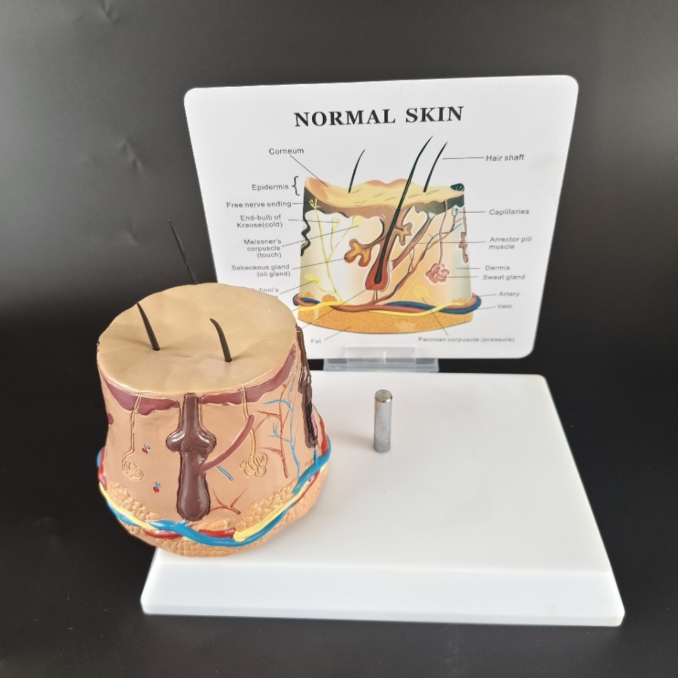 Human Body Health Epidermis Hair Follicle Skin Tissue Display Model