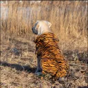 Northeast Tiger Fleece Sweater