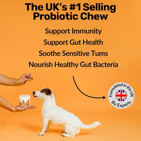 Dog Prebiotics Digestive Snacks Intestinal Health Pet Care Products