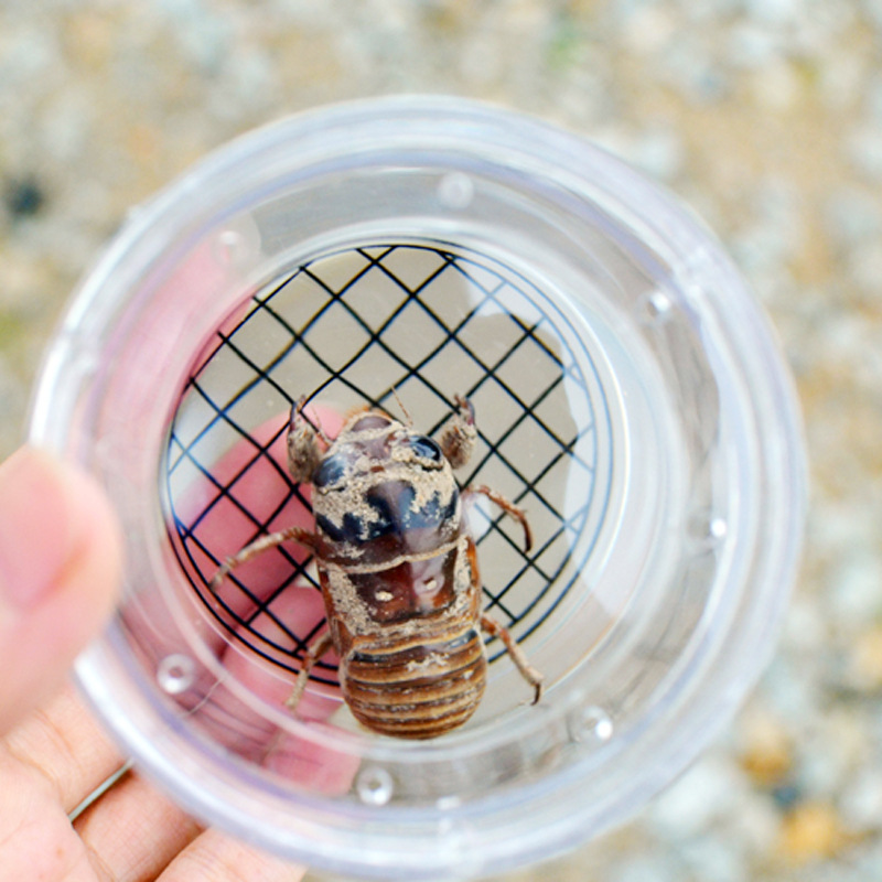 Insect magnifying glass viewer jar (color box packaging)