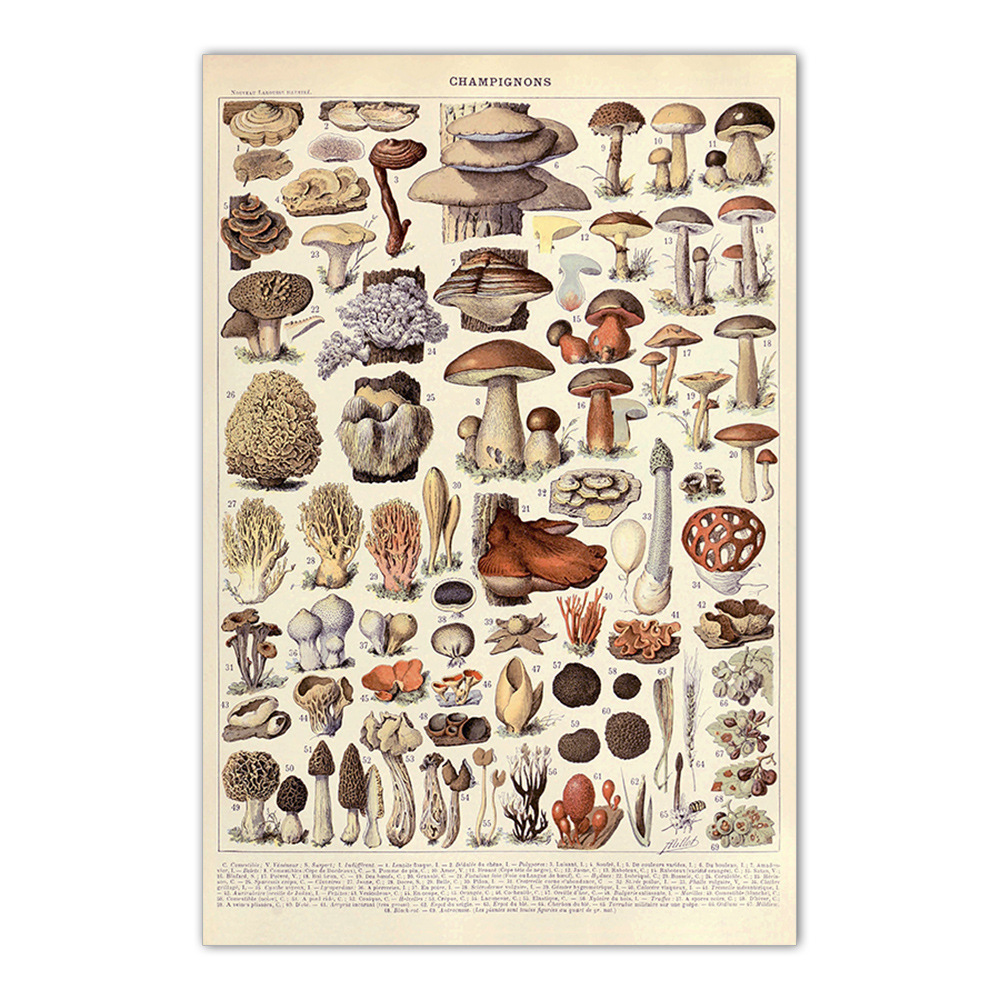 Vintage Creature Poster Teaching Canvas Painting (Picture