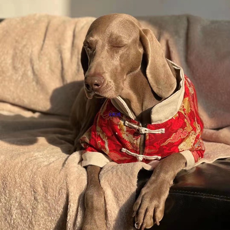 Festive Big Dog Clothes For The New Year