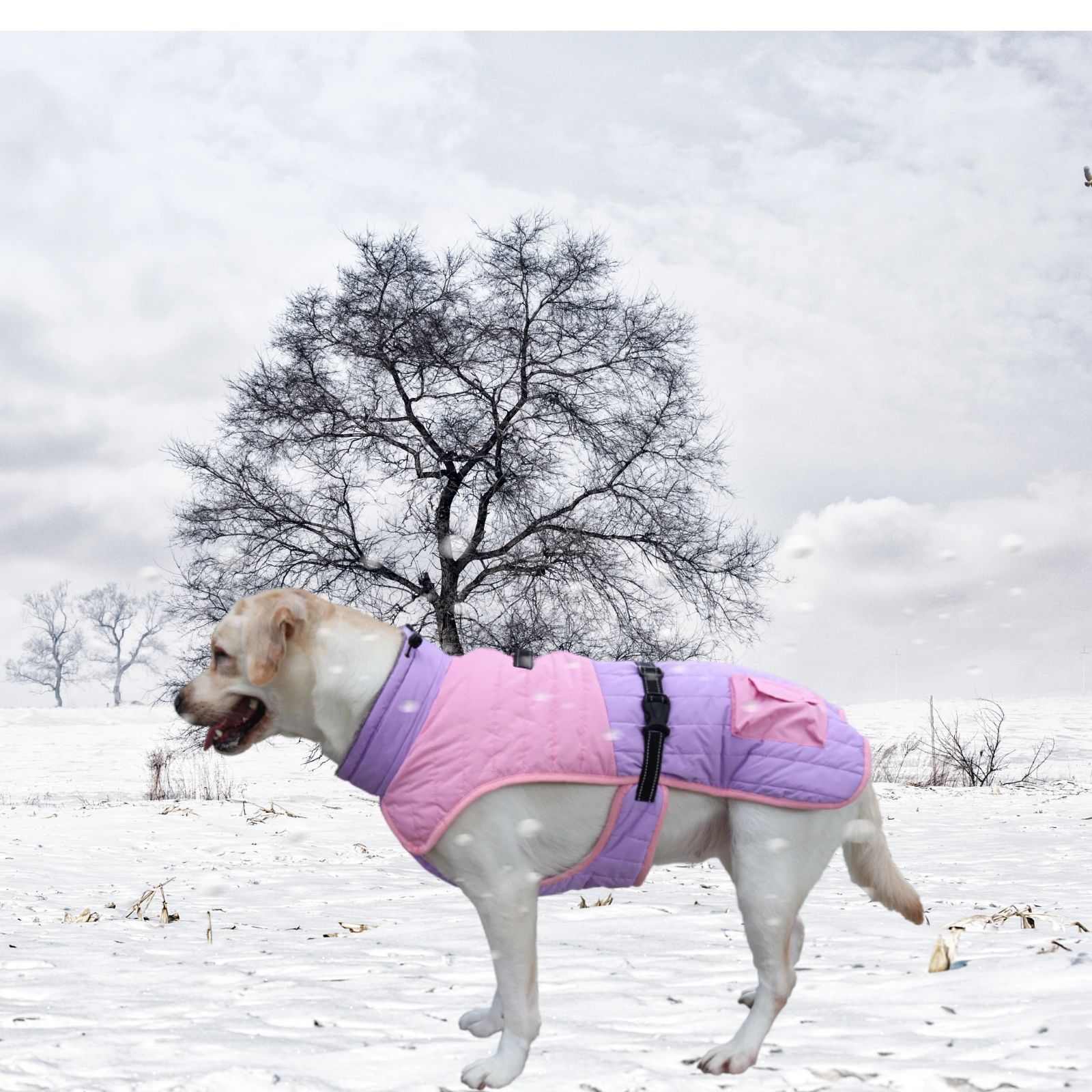 Title 11, Manteau épais et chaud pour chien, automne et h...