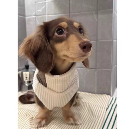 Fashionable Knitwear For Cats And Dogs Perfect For Fall And Winter