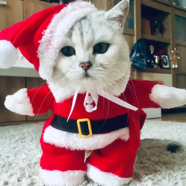 Cat Halloween Decoration Nun Cloak Dog 571 Christmas - Shop at LoveMi