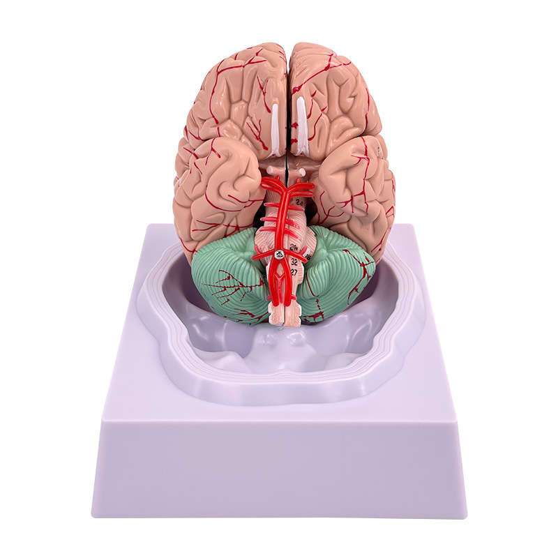 Brain model brain functional region color
