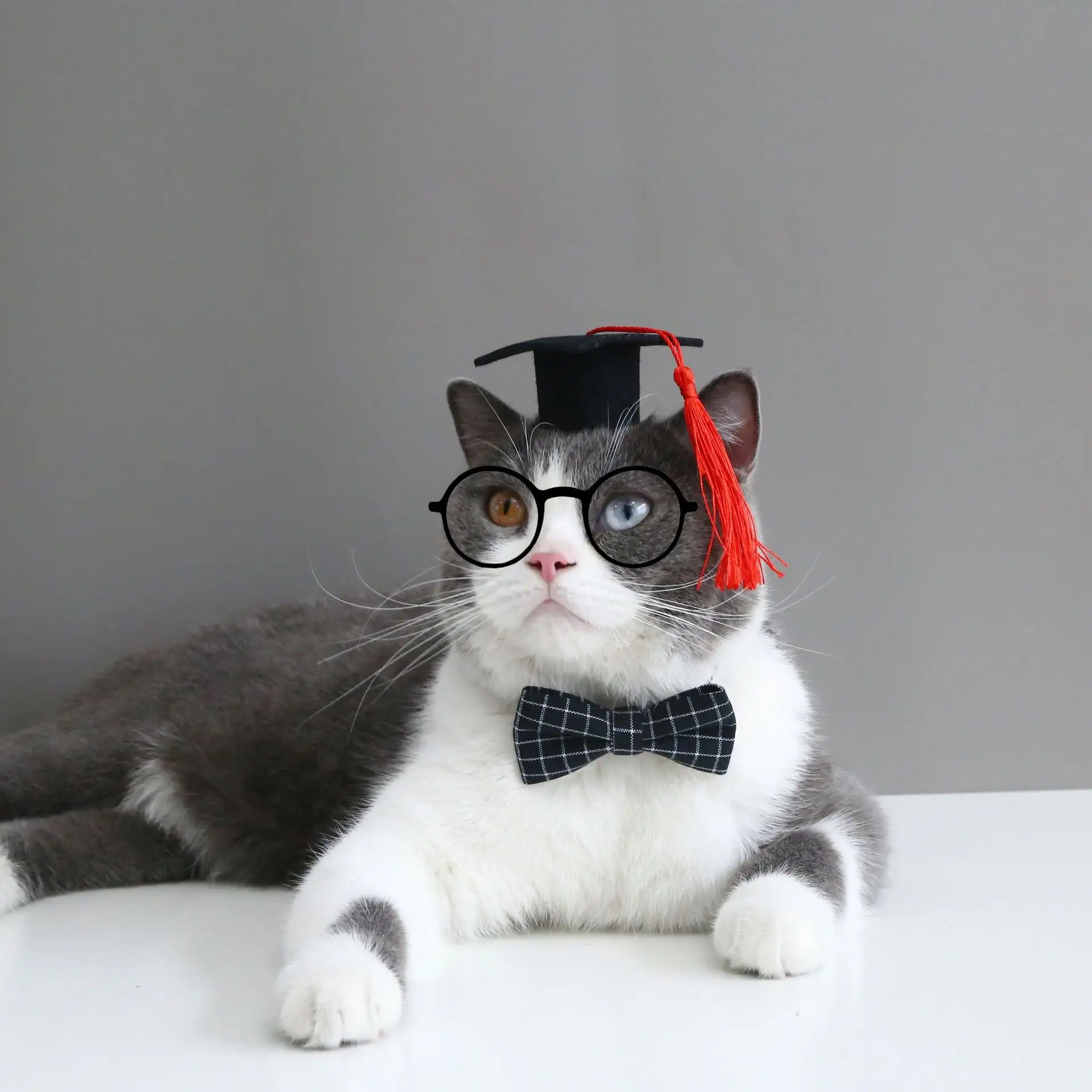 Pet Cat Dog Doctor's Degree Hair Band