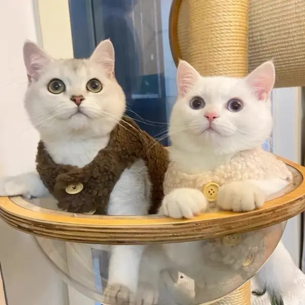 Cat Warm Lamb Wool Vest Winter Cute