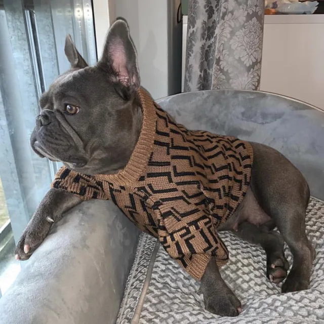 Clothes Medium And Large Puppy Casual Brown Letter Sweater Brown F Sweater - Shop at LoveMi