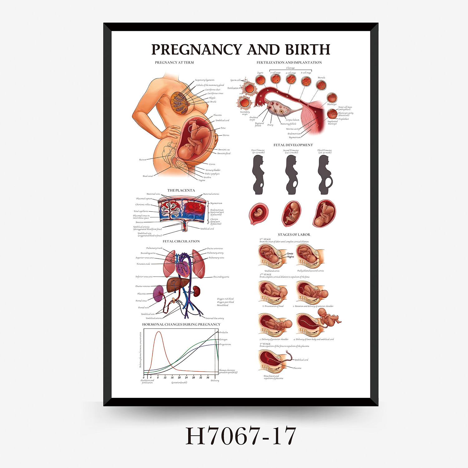 Wall Chart Human Anatomy Muscles Gym Medical Education Decorative Painting 8
