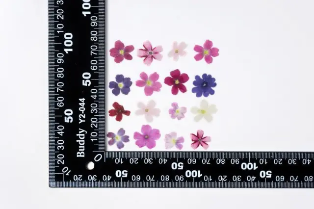 Cherry Blossom Dried Flower Ornament Accessories Bookmark Plant Specimen Mixed Color 1 Flowers - Shop at LoveMi
