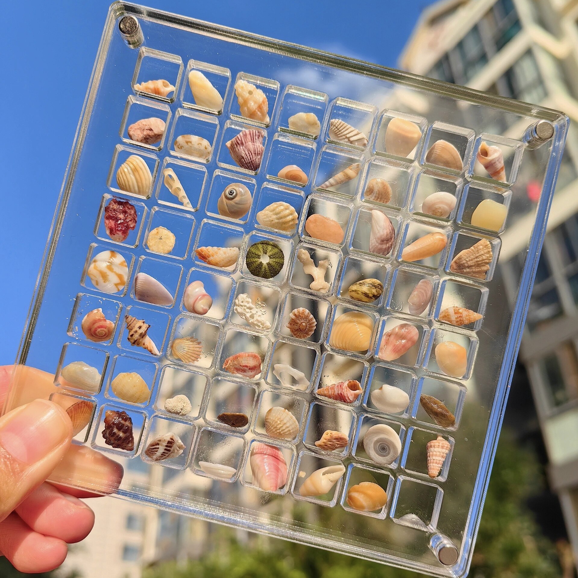 Transparent seaside miniature stone specimen mini shell