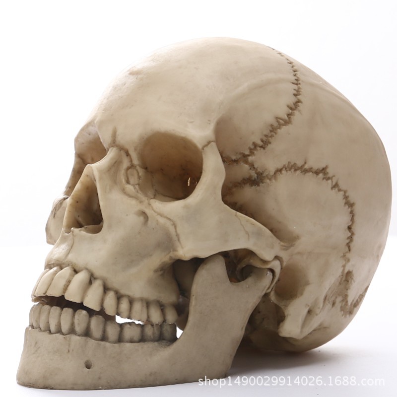 Title 4, 11 Skull Resin Skull Skull Skull Crafts Persona...