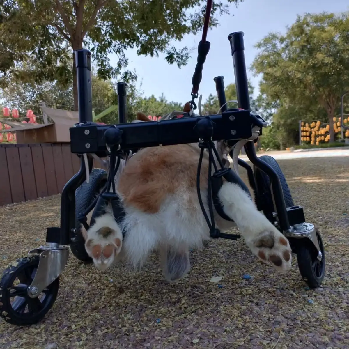 Dog Wheelchair For Hind-limb Paralysis Rehabilitation And Mobility Aid For Disabled Dogs