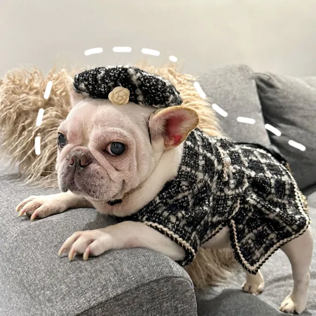 Pet Trendy Brand Popular Clothing Black One Size Fits All - Shop at LoveMi