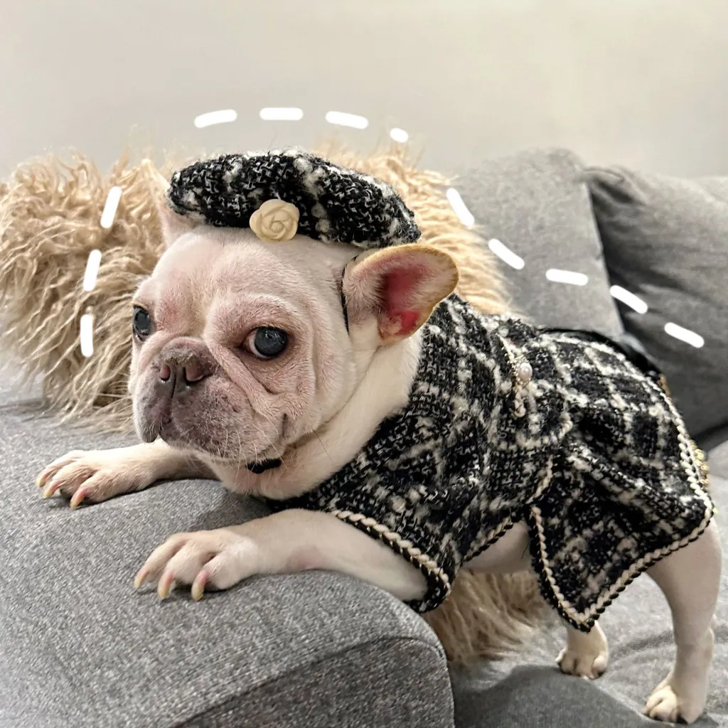 Pet Trendy Brand Popular Clothing - Black One Size Fits All