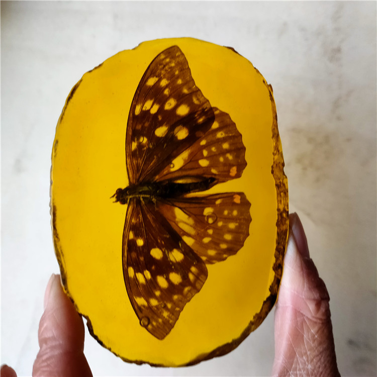 Antique crafts resin amber insect specimen decoration