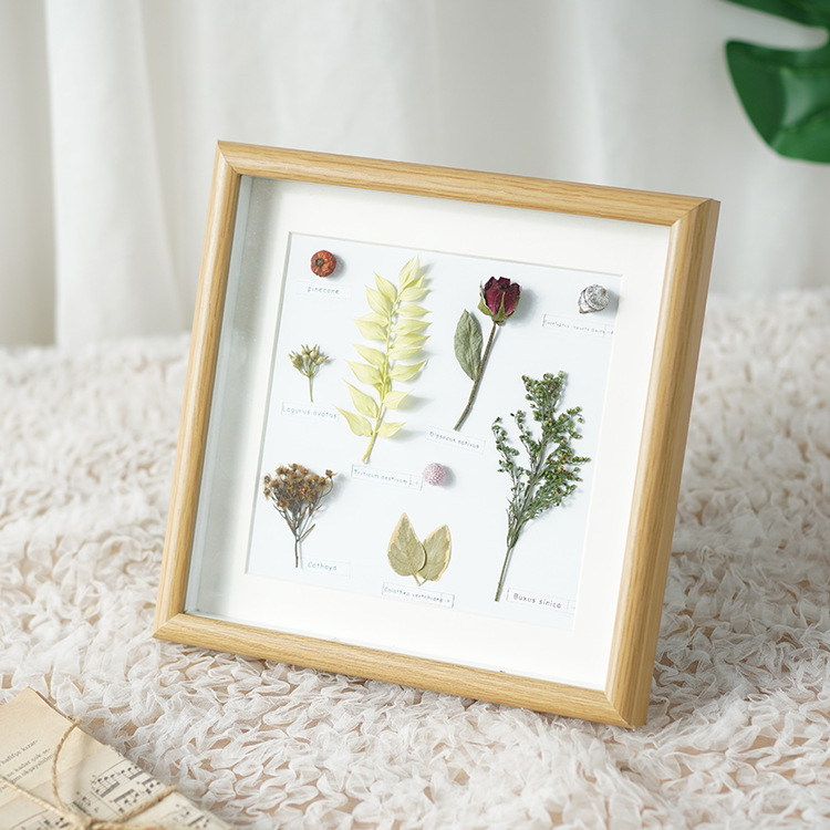 Home decoration photo frame plant specimen decoration