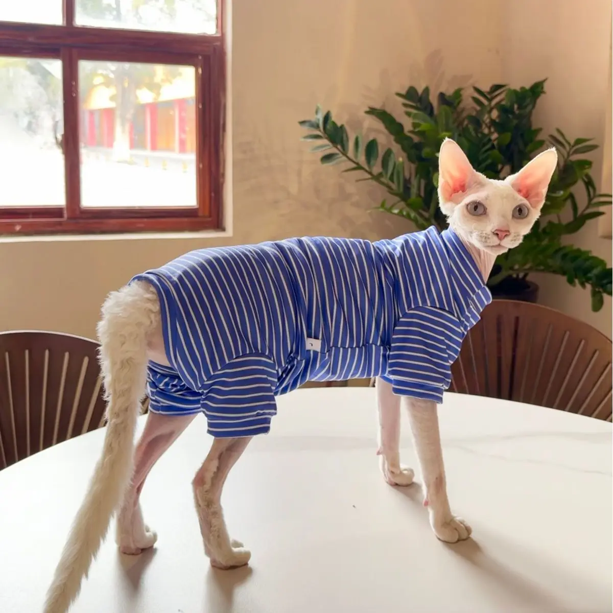 Sphynx Cat Summer Thin Breathable Striped Four