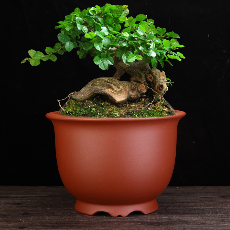 Yixing Purple Sand Golden Bell Orchid Pots Large Diameter Round