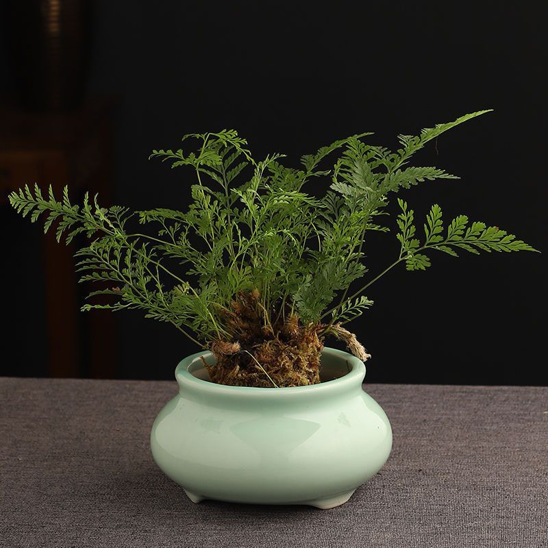 Bowl Lotus Special Basin Non-hole Hydrocotyle Flowerpot Ceramic