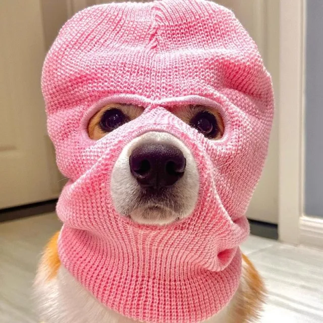 Corgi Puppy Headgear Hat Dog Creative Headdress Pink - Shop at LoveMi