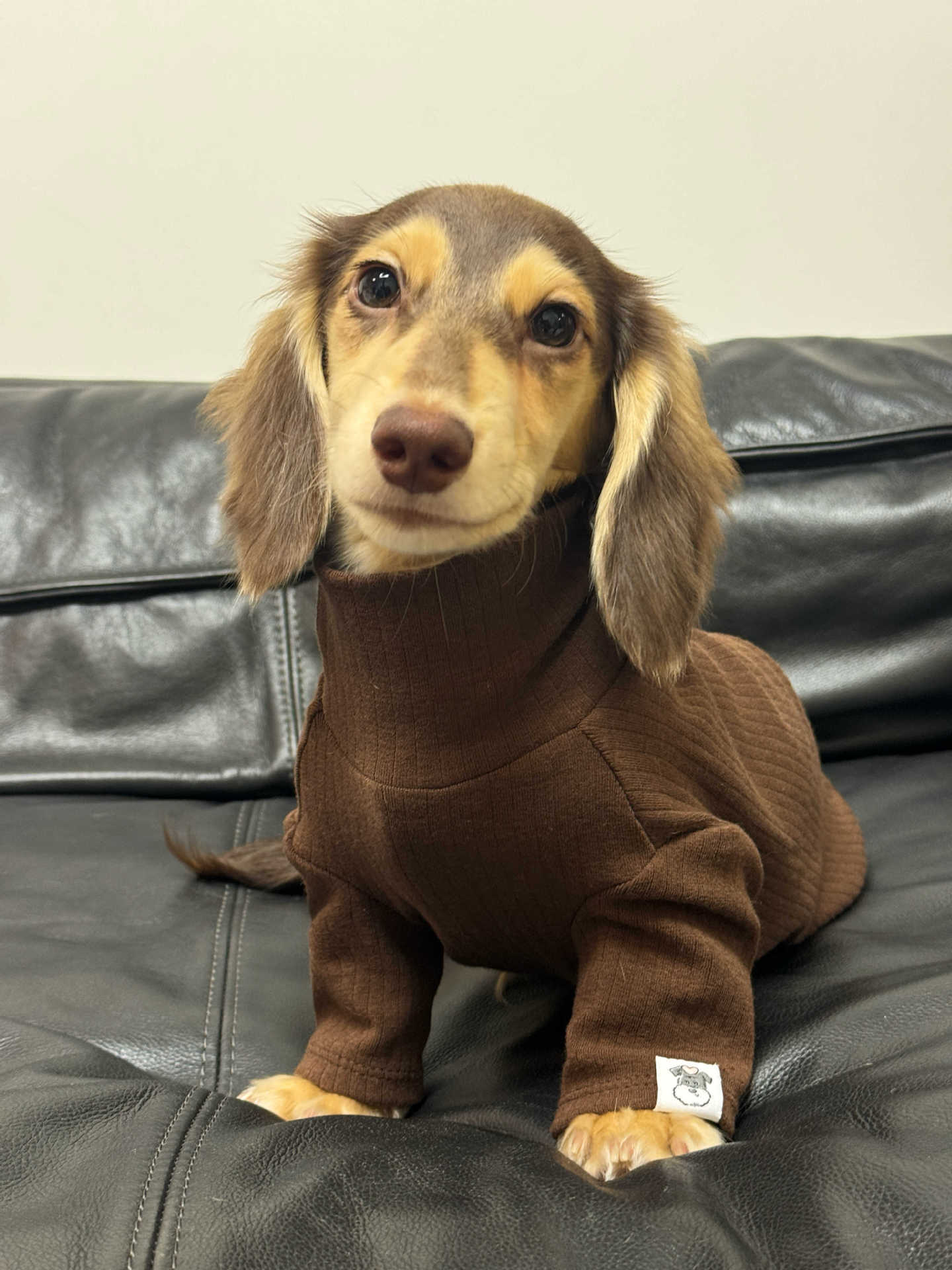 Pet Clothing Autumnwinter High-neck Base Vest