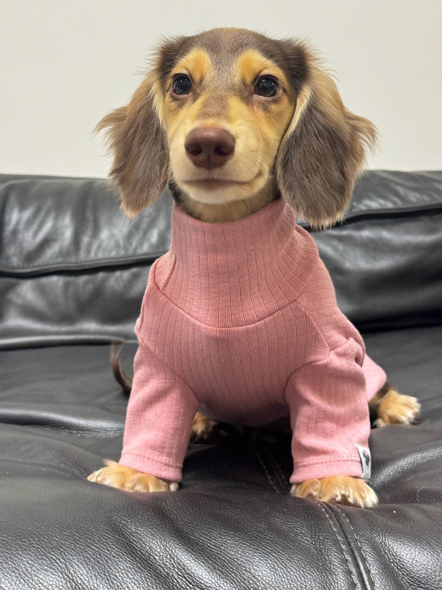 Pet Clothing Autumnwinter High-neck Base Vest