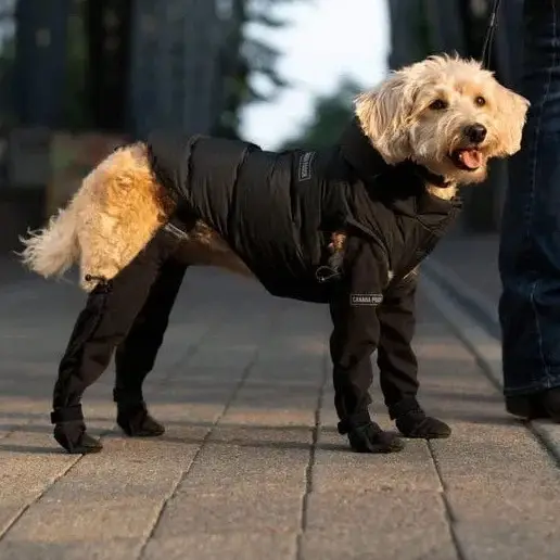 DOGGIE STRAP PAW PROTECTORS Out Dog Shoes