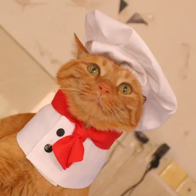 Dog Kitchen God Pet Cloak Hat Dogs And Cats Funny