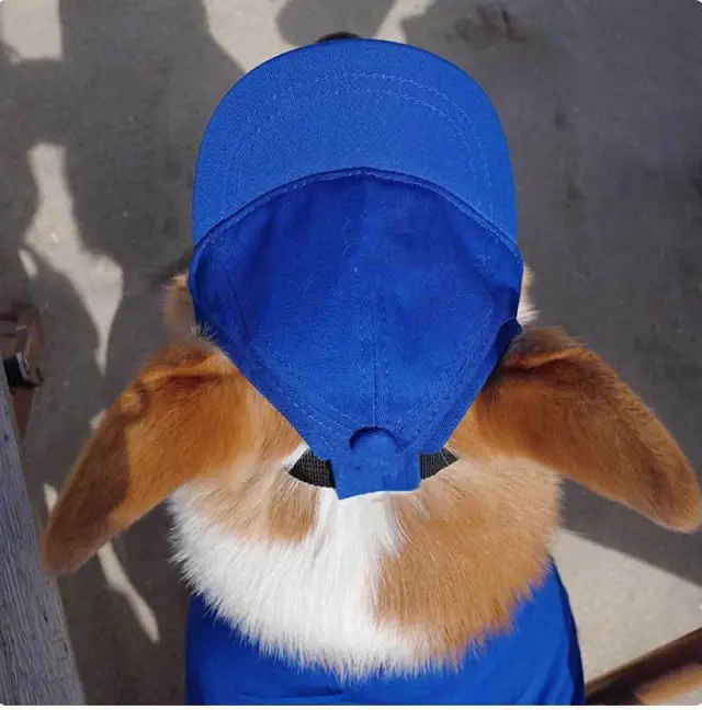 New Adjustable Sun proof Exposed Ears Pet Hat Blue - Shop at LoveMi