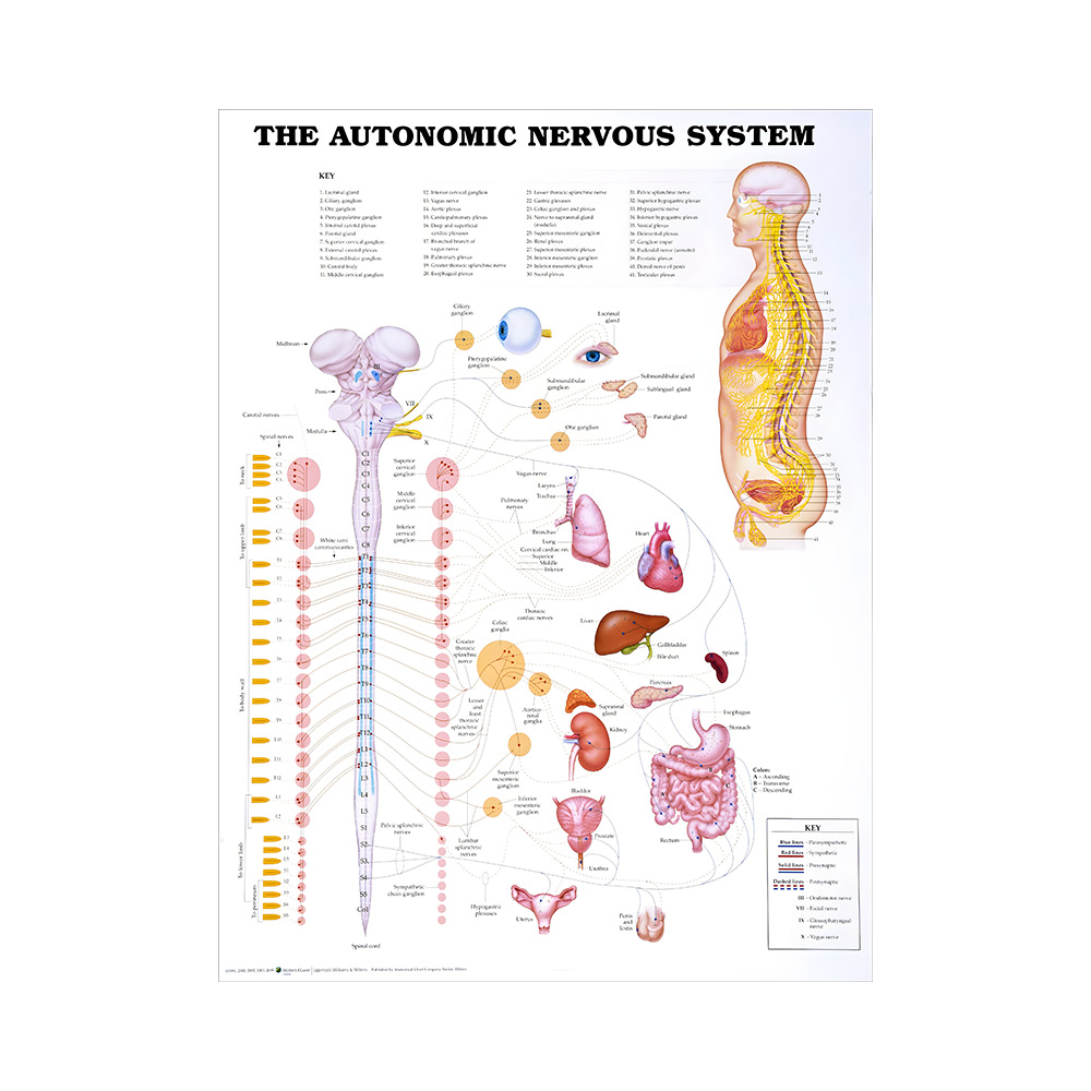 Anatomical Human Organs Foreign Language Canvas Print Classroom Hospital Art Panel