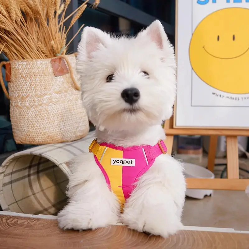 Cute Color Matching Dog Hand Holding Rope