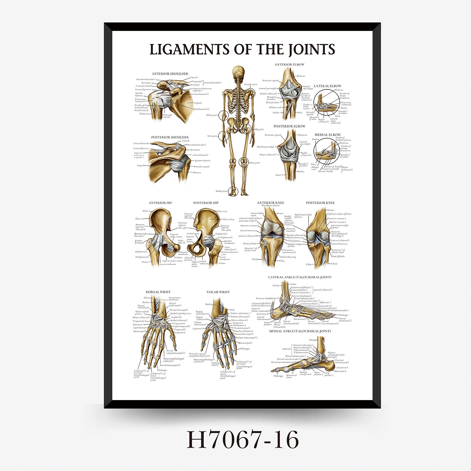 Wall Chart Human Anatomy Muscles Gym Medical Education Decorative Painting 5