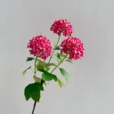 Rose Red