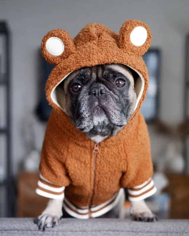 Pet Fashion Brand Fleece lined Warm Ear standing Sweater Brown - Shop at LoveMi