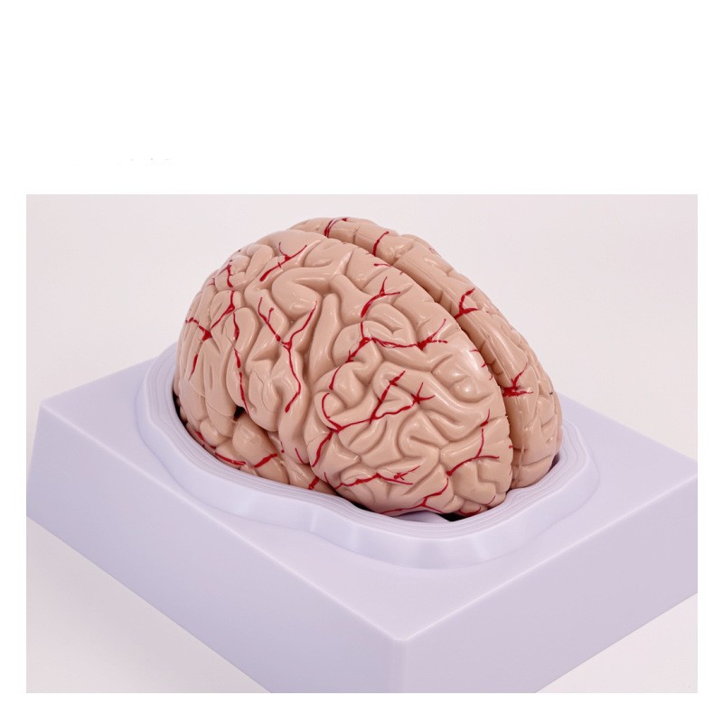 Brain model brain functional region color
