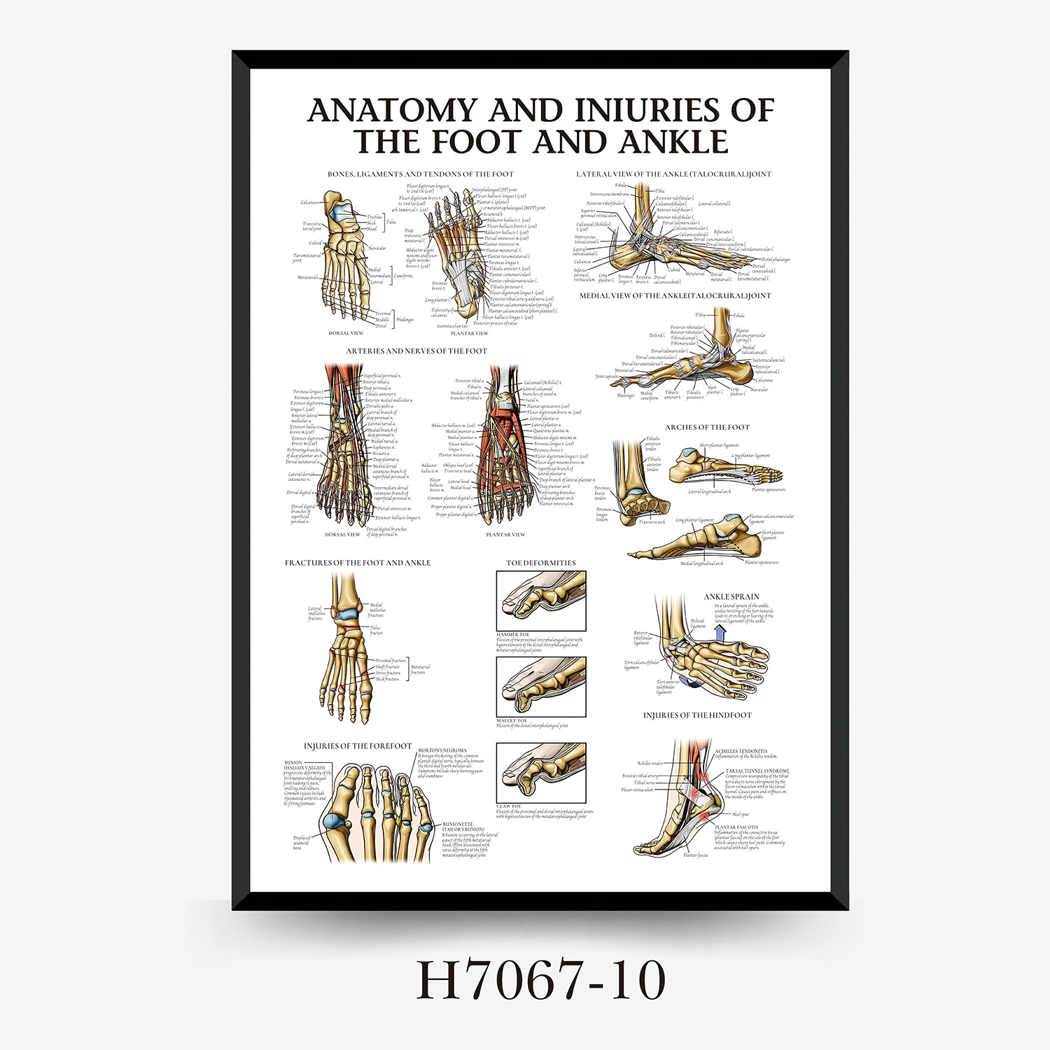 Wall Chart Human Anatomy Muscles Gym Medical Education Decorative Painting 3