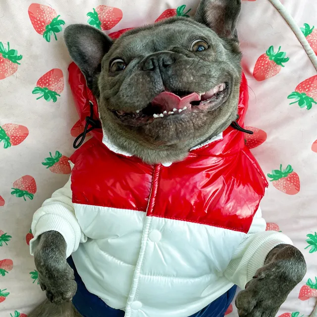 Three color Pet Autumn And Winter Clothes Schnauzer Teddy French Fighting Cow Dog Cotton padded Waistcoat Vest Three Color Stitching - Shop at LoveMi