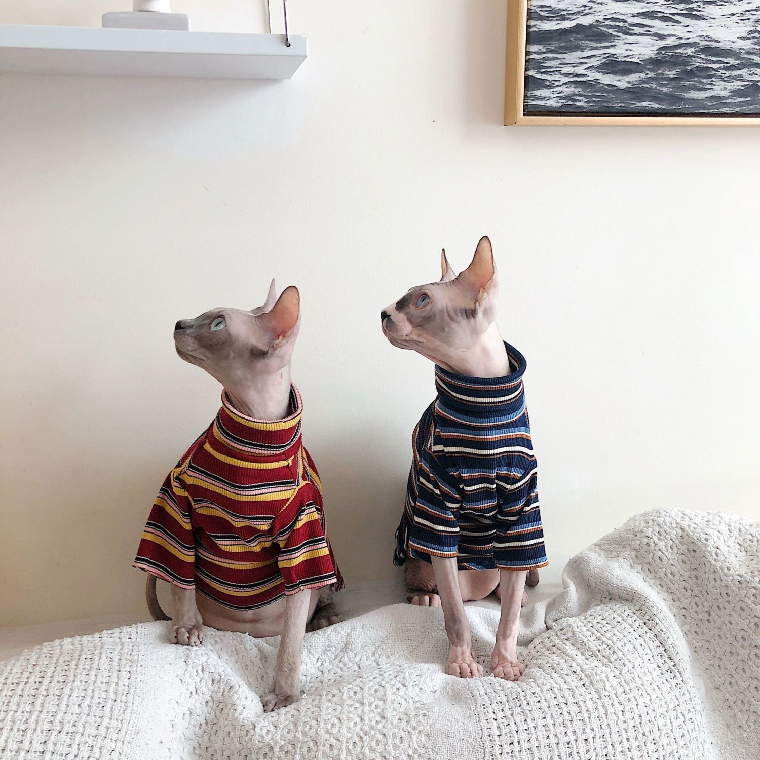 Ropa para gatos sin pelo de la raza Sphinx, para primavera-verano: transpirable y artística