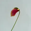 Deep Pink