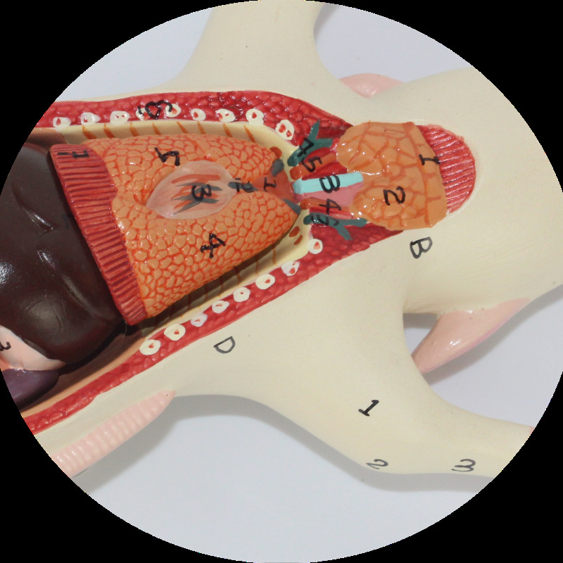 Mouse Dissection Model Mouse Internal Organs 3