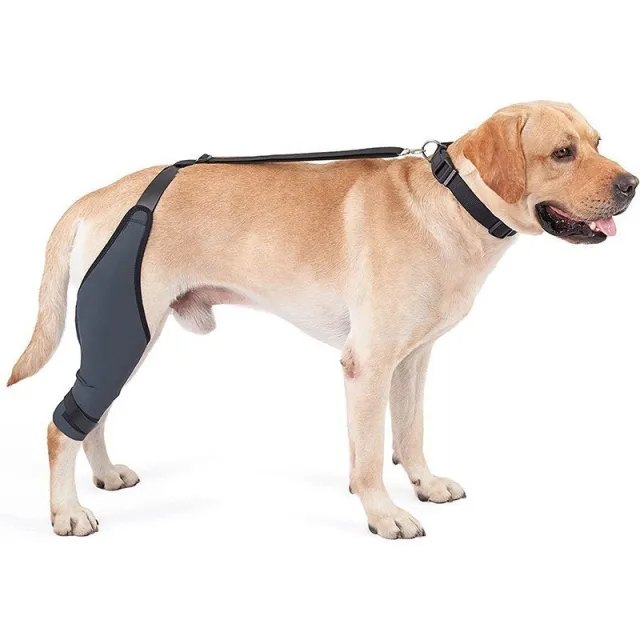 Tear Protection Rehabilitation Training Belt Ordinary Style With Ribbon - Shop at LoveMi