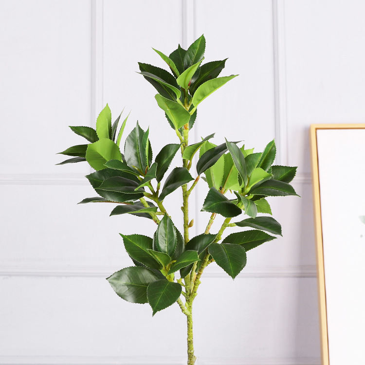 Camellia Leaves