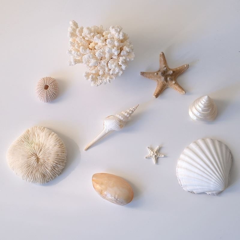 Natural Conch Shell Ornaments, picture 2 of 5