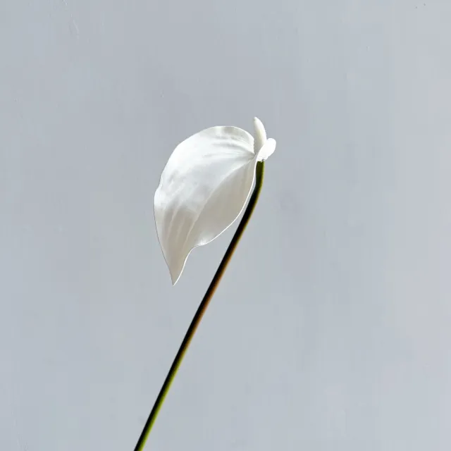 Anthurium Andraeanum Lind Soft Rubber Goose Web Morandi Floral Design White - Shop at LoveMi