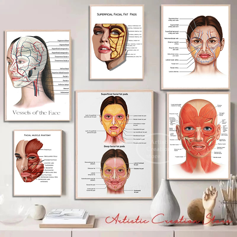 Detailed Anatomical Illustration Of The Human Facial Structure Including Muscles And Blood Vessels